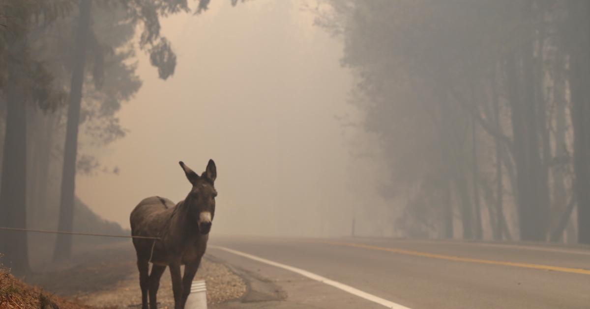 Imagen de archivo de un burro en un incendio.