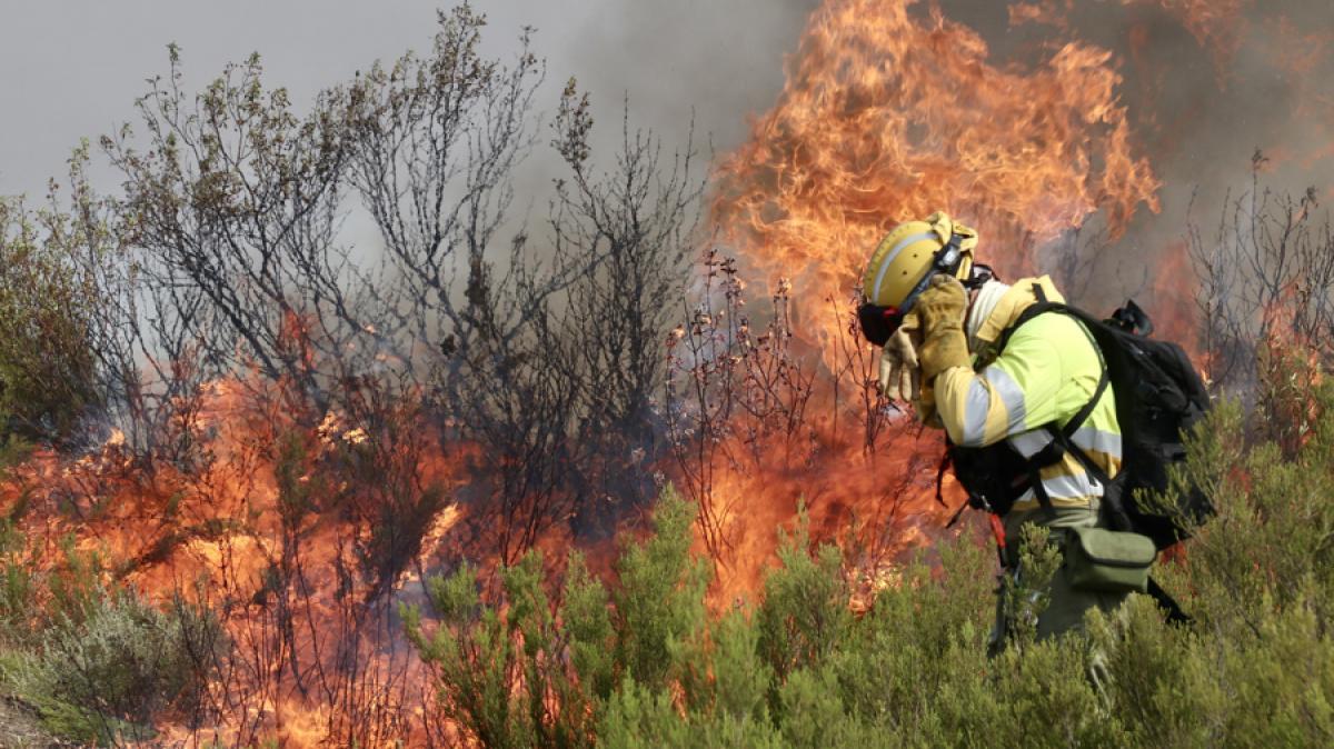 Un brigadista ante una lengua de fuego procedente del Incendio forestal que afecta a Puercas (Zamora)