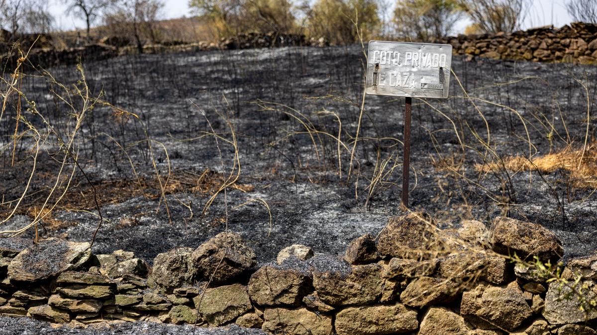 Zona calcinada por el incendio forestal originado en Navalmoralejo (Toledo) y que ha quemado 3.250 hectáreas, la mayoría en Extremadura.