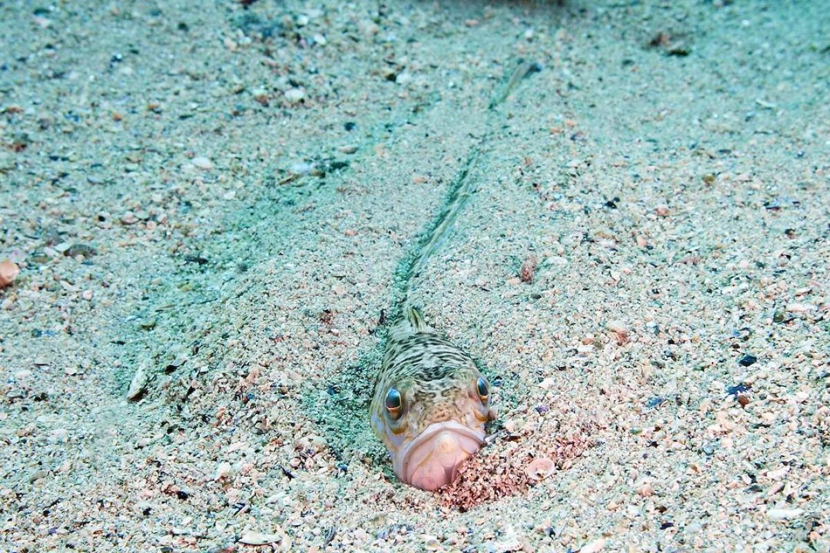 Un pez araña escondido en la arena