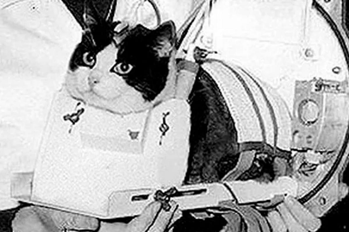La gata Félicette, primer felino en viajar al espacio.