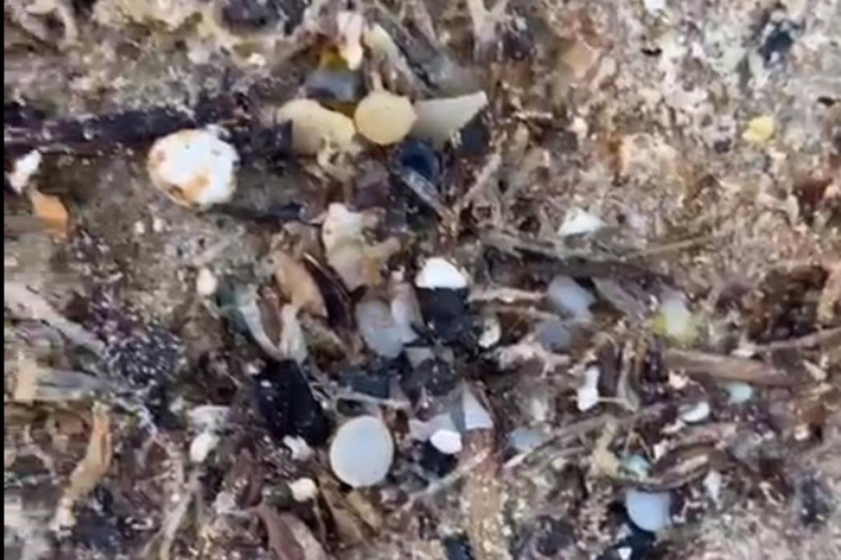 Bolitas de 'pellets' de microplásticos aparecidas en la playa de Bolonia (Cádiz).