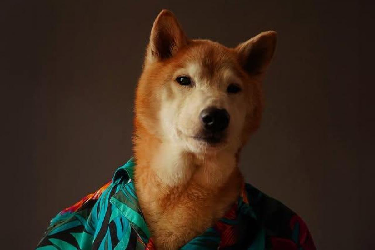 Bodhi, el perro modelo de Instagram.