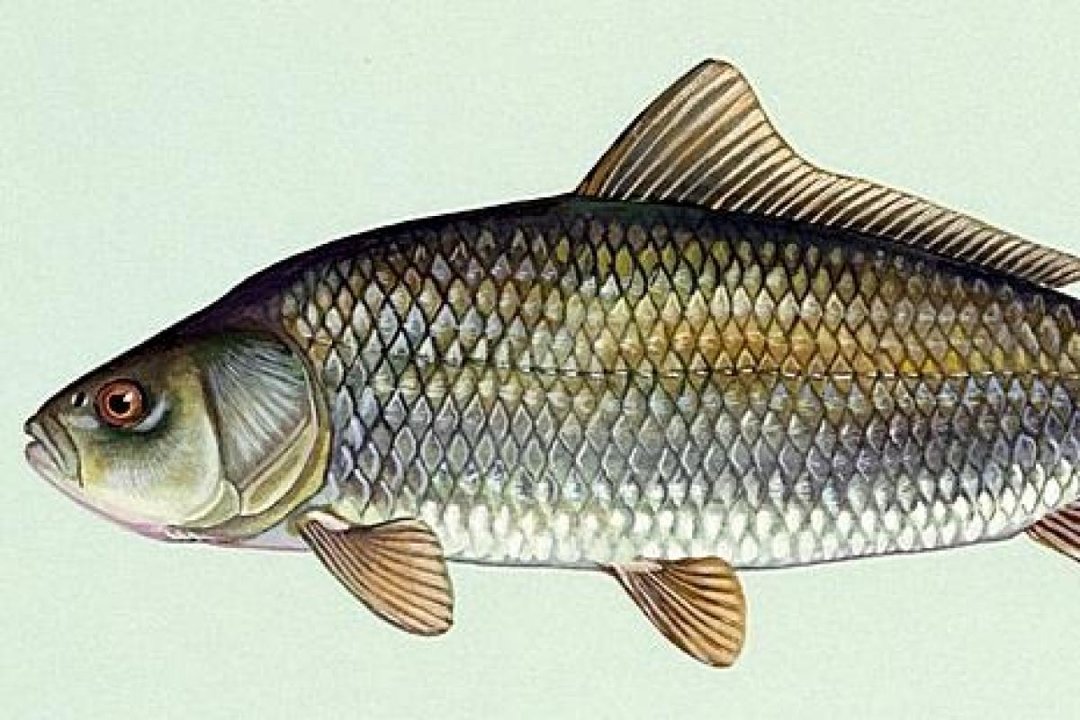 Ilustración pez búfalo de boca grande ('Ictiobus cyprinellus')