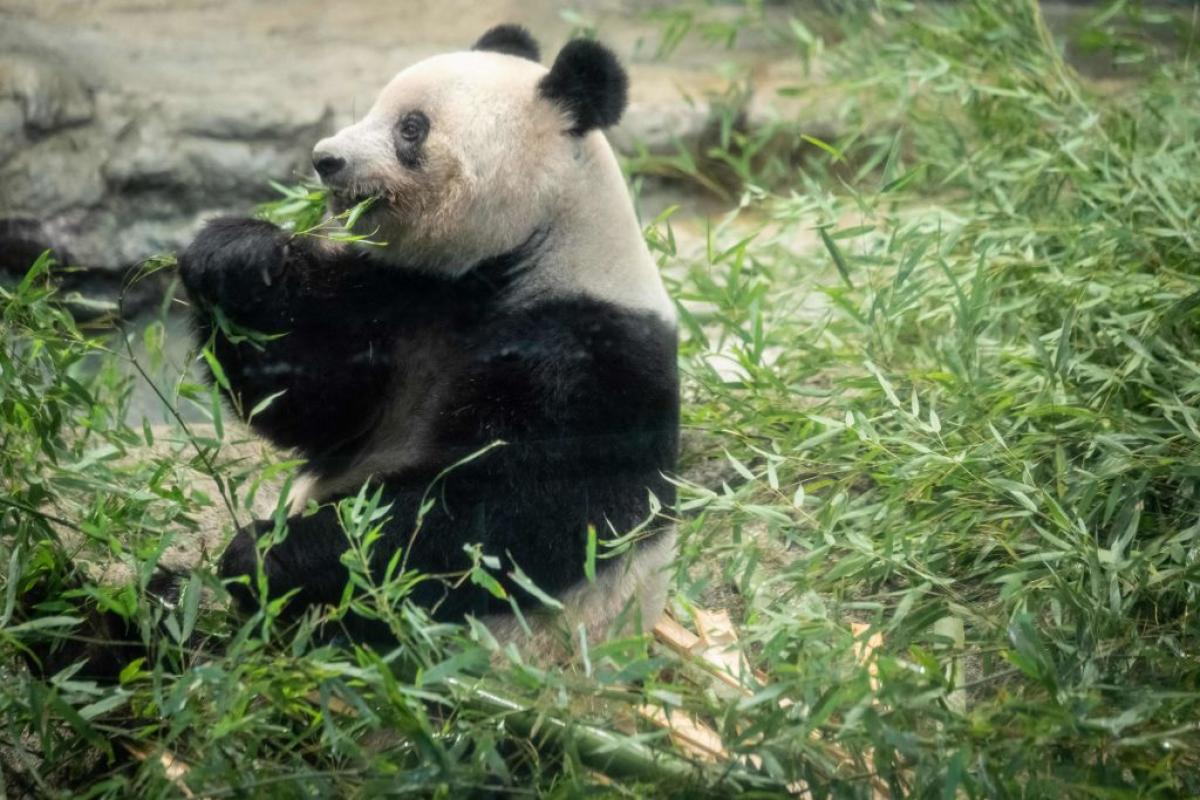 Osa panda Xiang Xiang