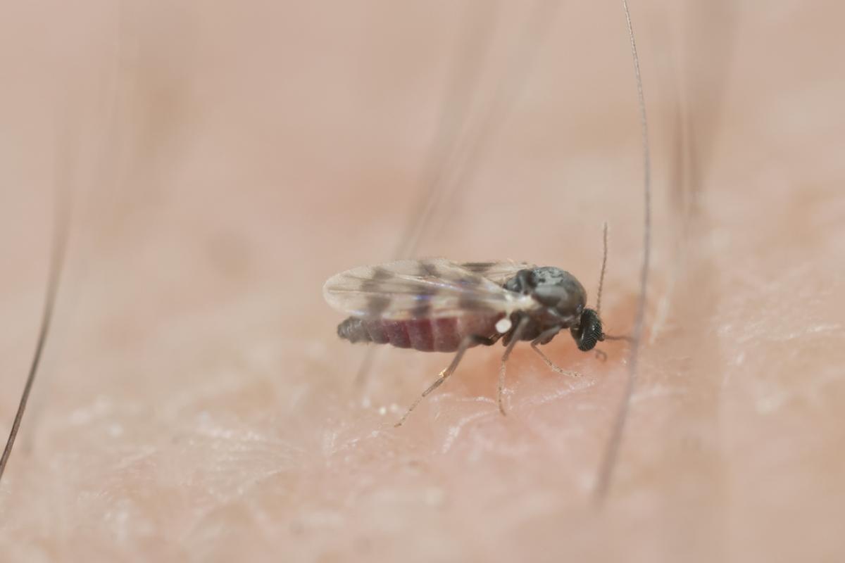 Una mosca negra, retratada con las manos en la masa: picando a una persona.