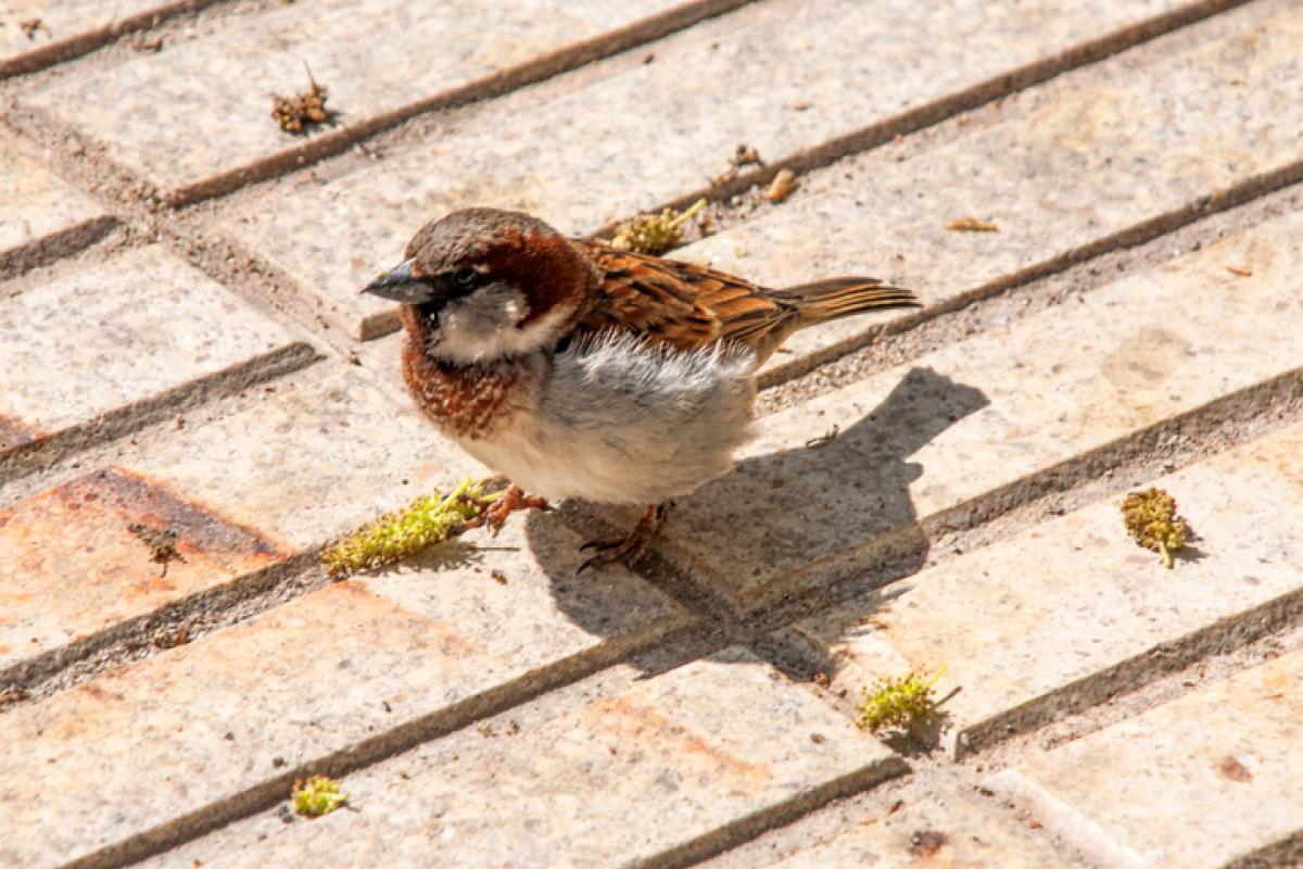 Un gorrión.