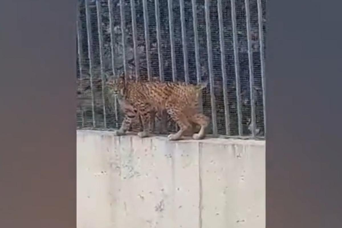 Un lince ibérico captado en Madrid