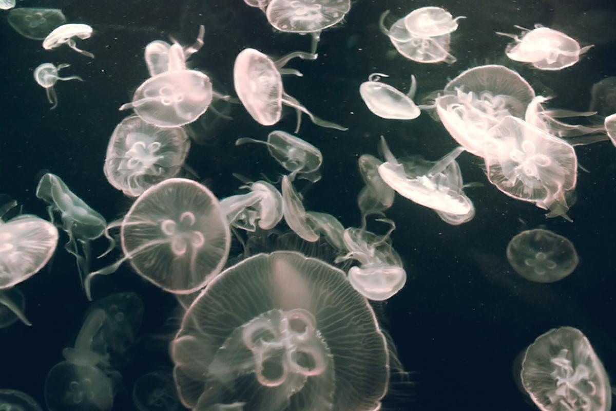 Medusas en una imagen de archivo.