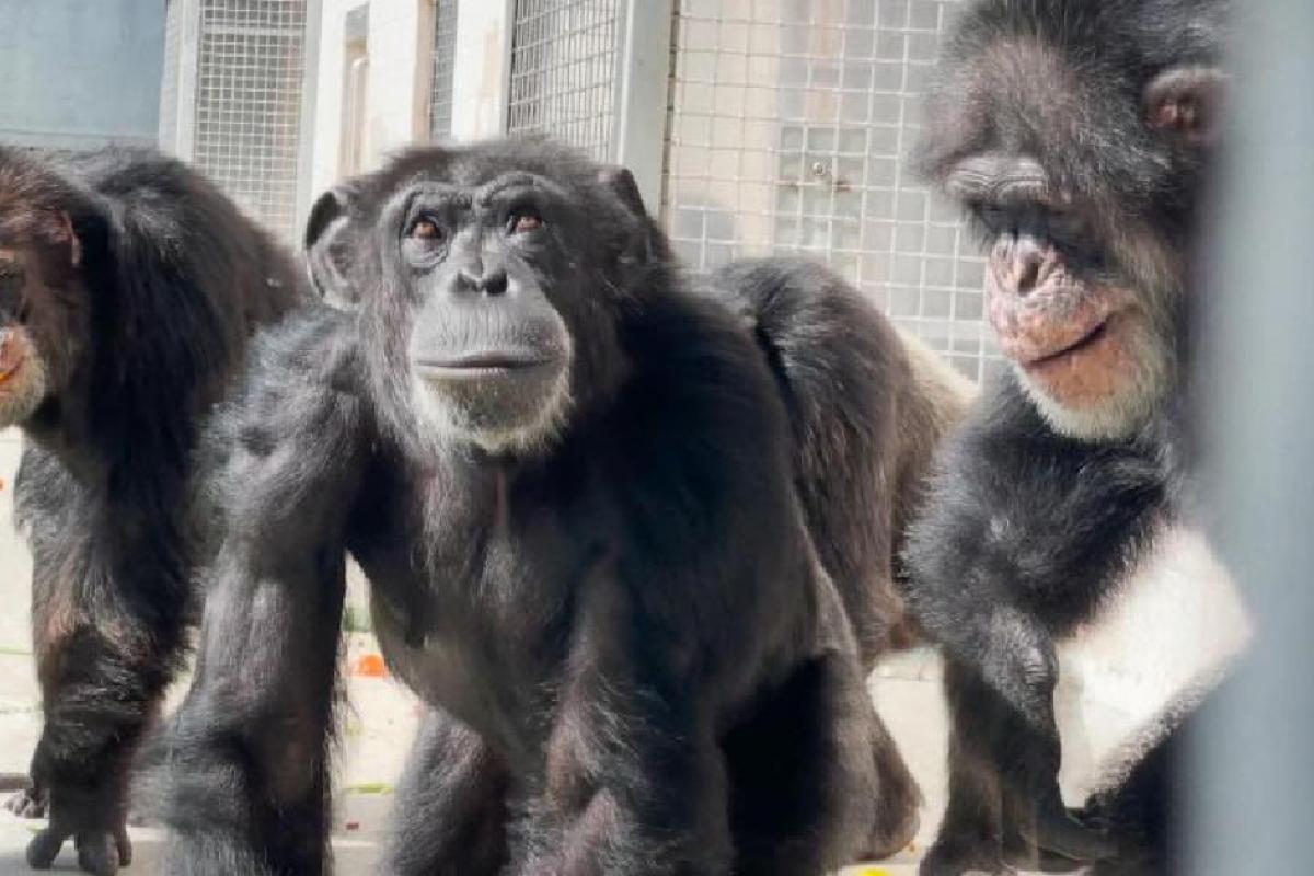 Chimpancés en la reserva de la organización Save The Chimps en Florida