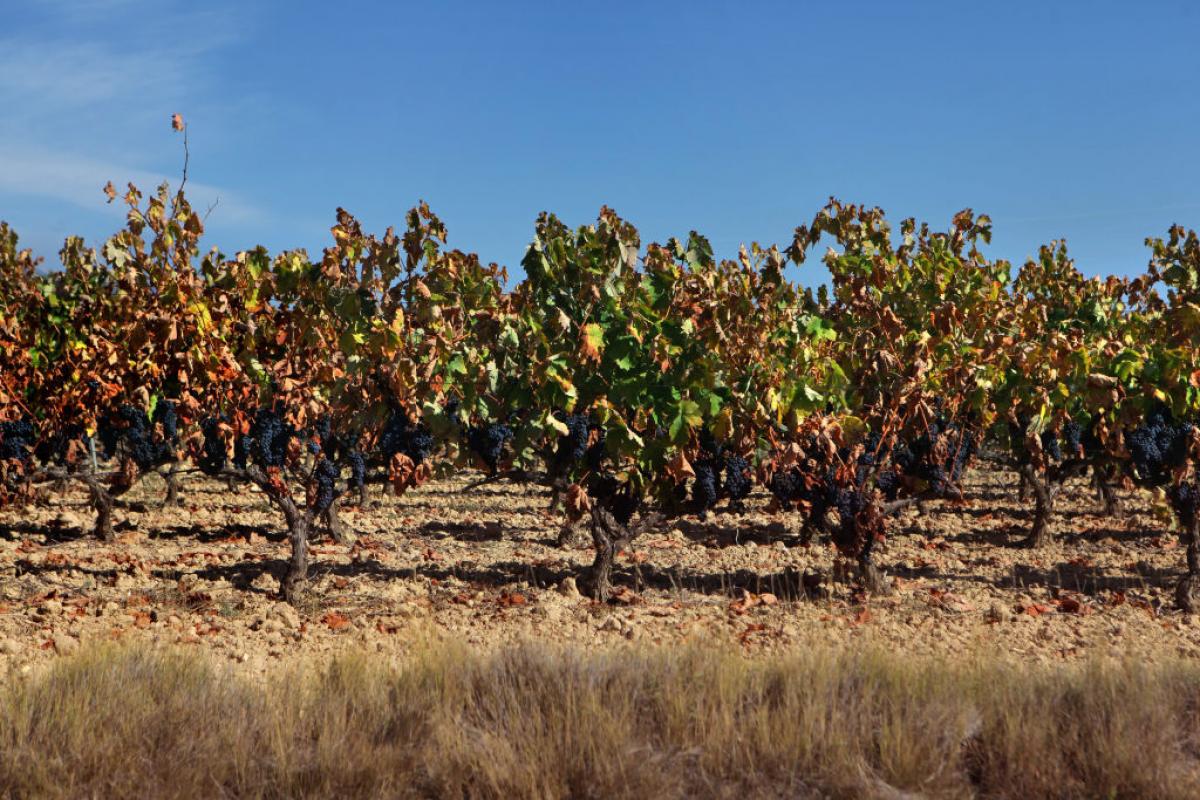 Imagen de viñedos de La Rioja