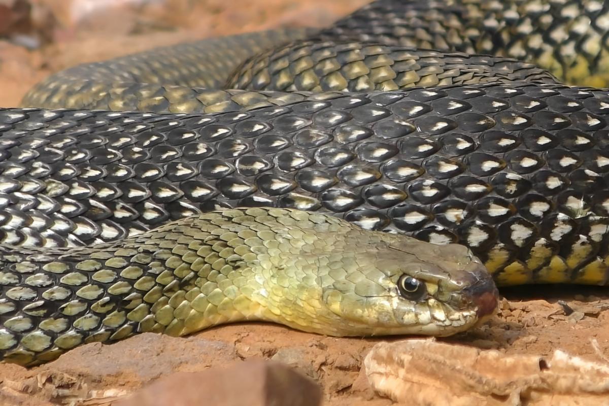 Un ejemplar de culebra bastarda ('Malpolon monspessulanus') o serpiente de Montpellier.