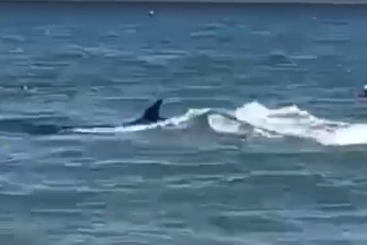 El 'desconocido' pez