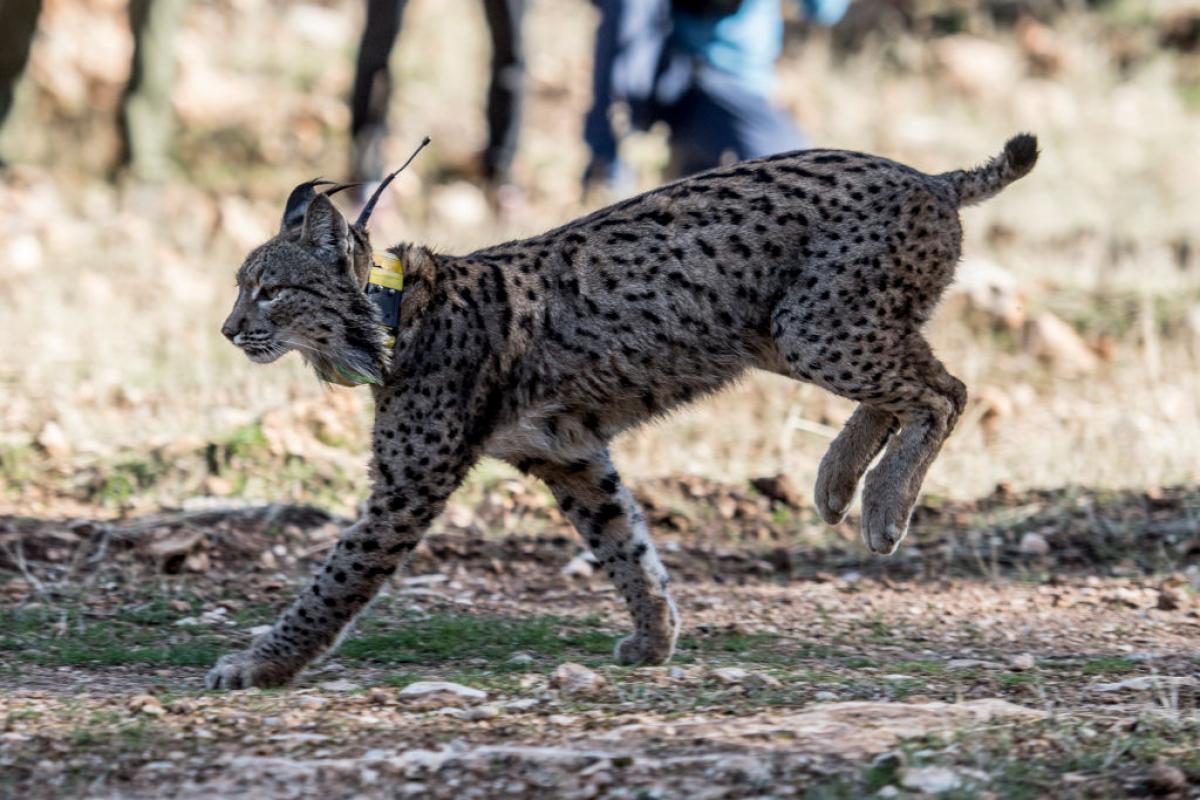 Un lince ibérico, con un collar de control puesto, recupera la libertad en Granada.