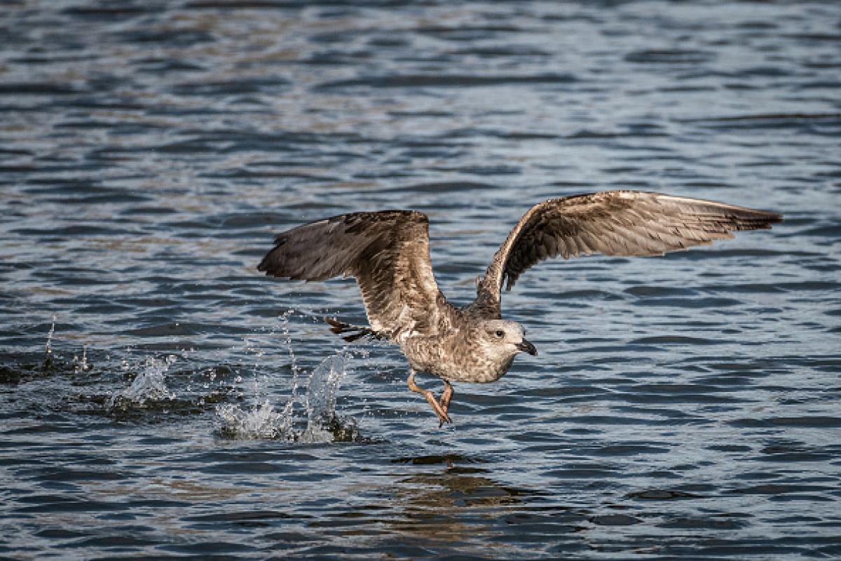 Una gaviota rozando la superficie del agua.