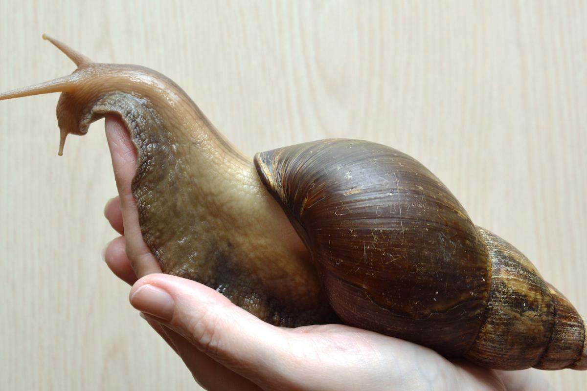 Ejemplar de caracol africano gigante