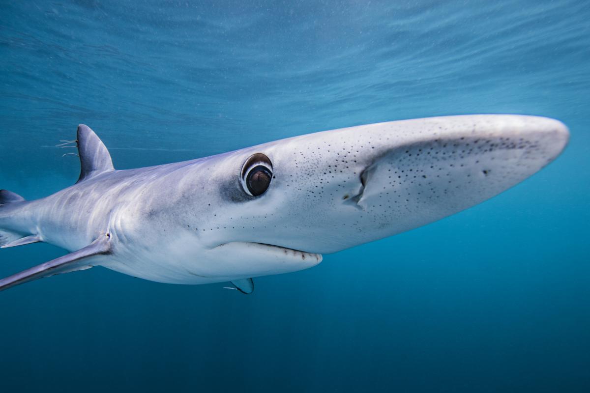 Imagen de archivo de un tiburón en California.