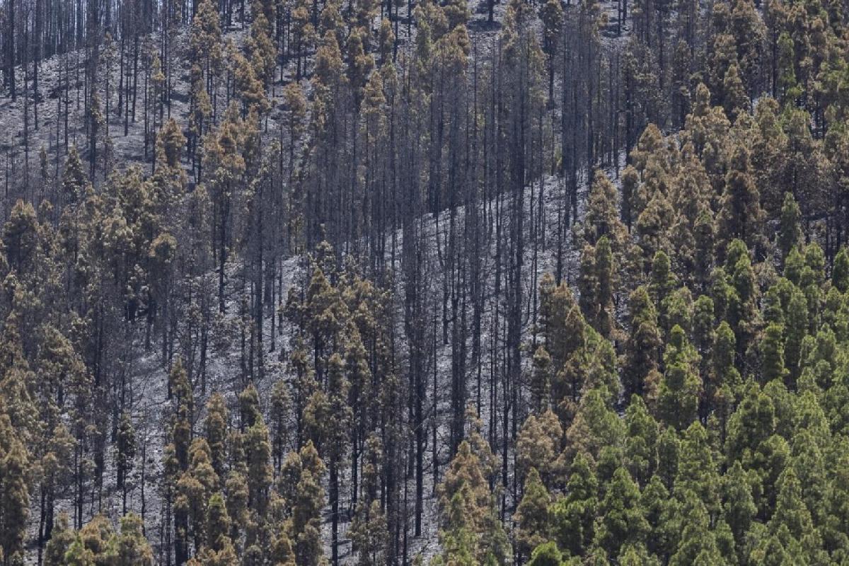 Incendio en Tejeda (Gran Canaria)