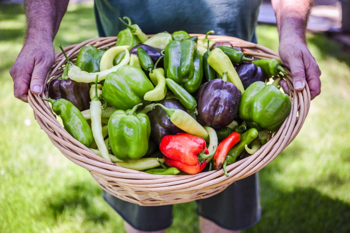 Un agricultor sostiene una cesta llena de pimientos de diferentes clases.