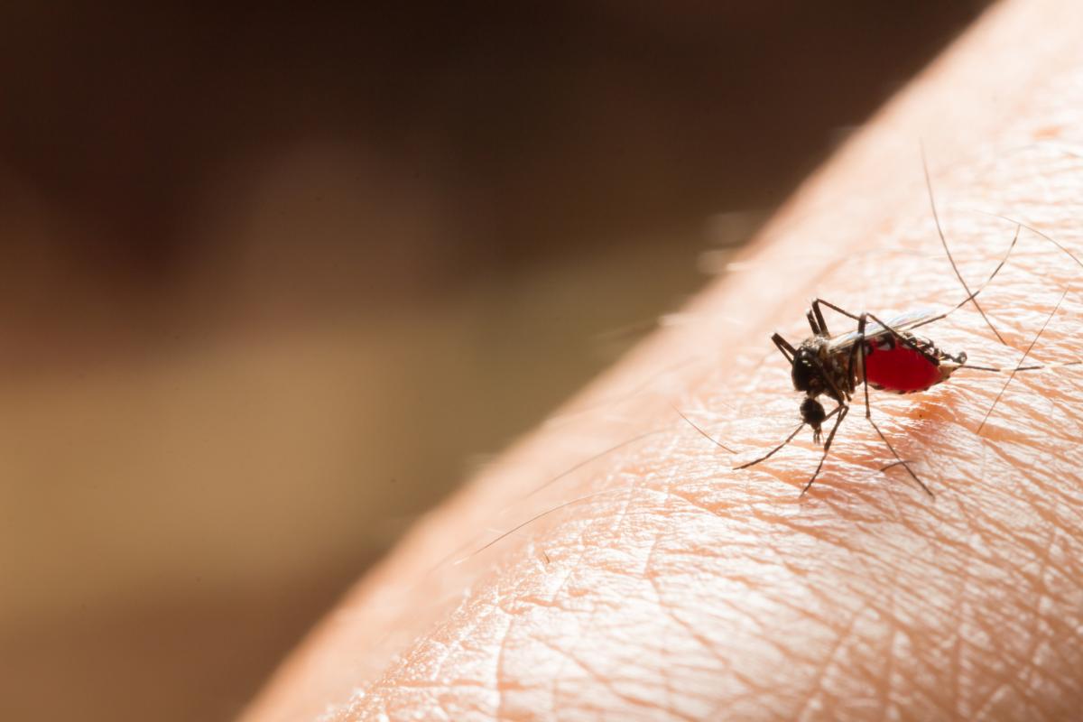 Ejemplar de mosquito 'Aedes aegypti', sobre un brazo humano.