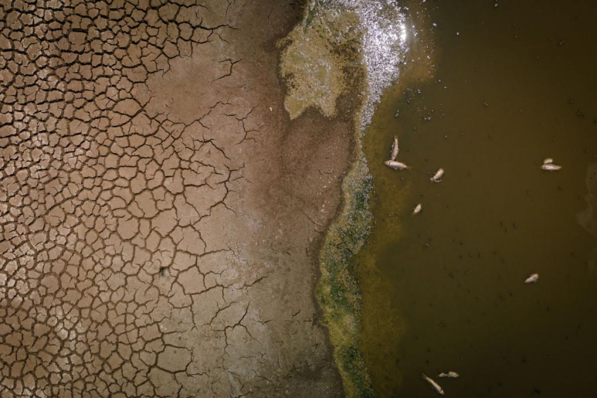 Estanque de Fuente Ovejuna (Córdoba, Andalucía), con peces muertos tras una grave situación de sequía.
