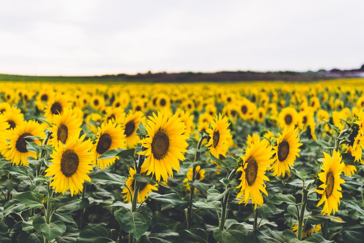 Imagen de archivo de un campo de girasoles en España.
