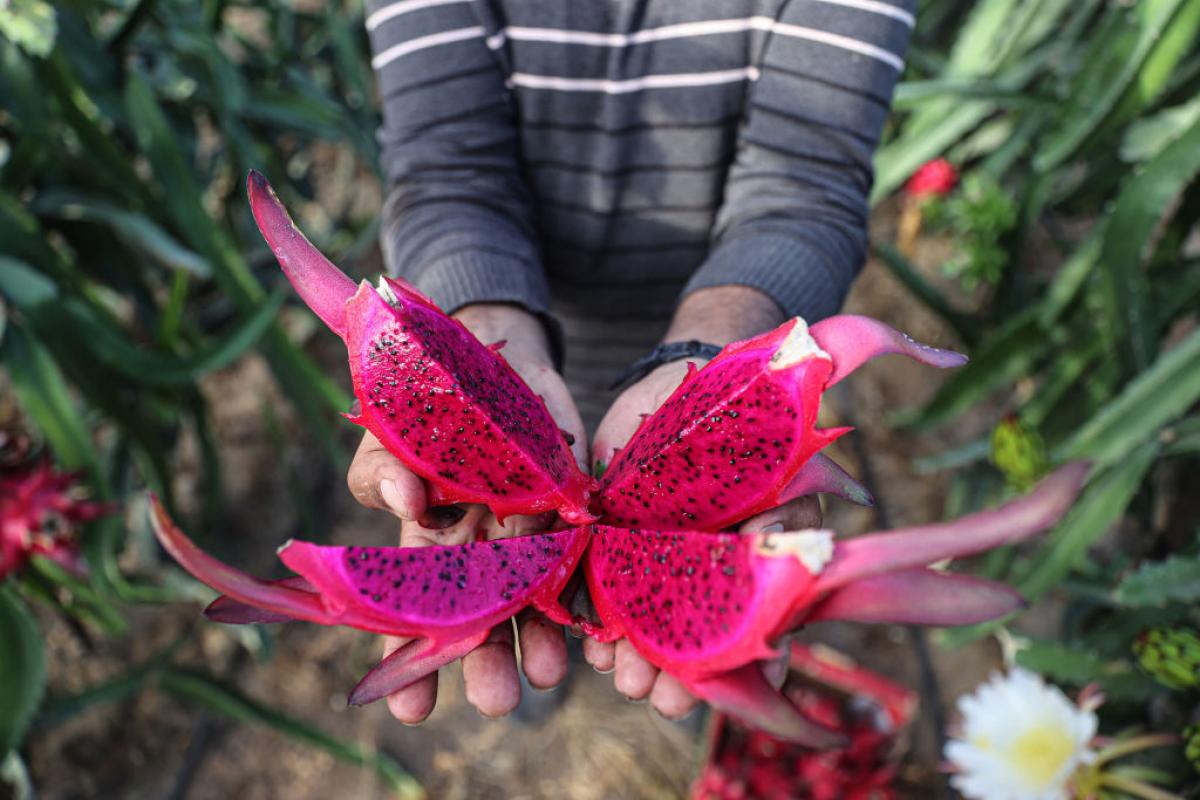 Un agricultor muestra una fruta del dragón o pitaya en un invernadero.