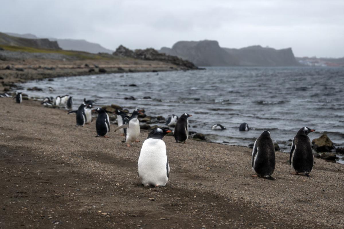 Un grupo de pingüinos en la Antártida.