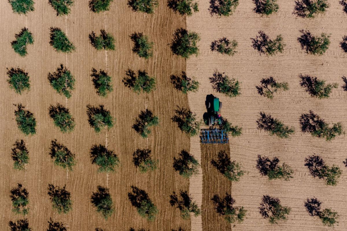 Un agricultor prepara el terreno para el cultivo en un olivar.