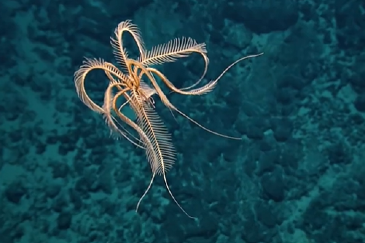Captura del vídero de la estrella de plumas captada por el barco de investigación E/V Nautilus.