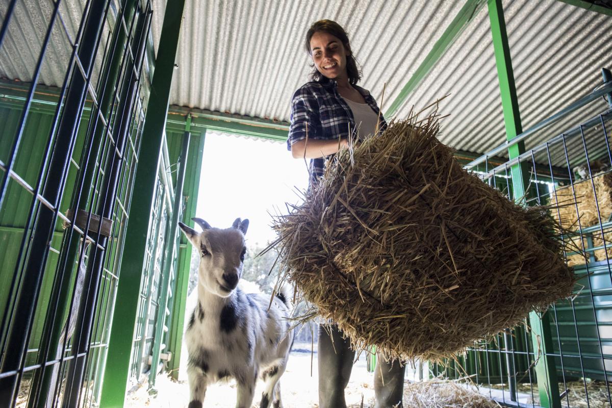 Imagen de archivo de una ganadera llevando una cama de paja a sus animales.