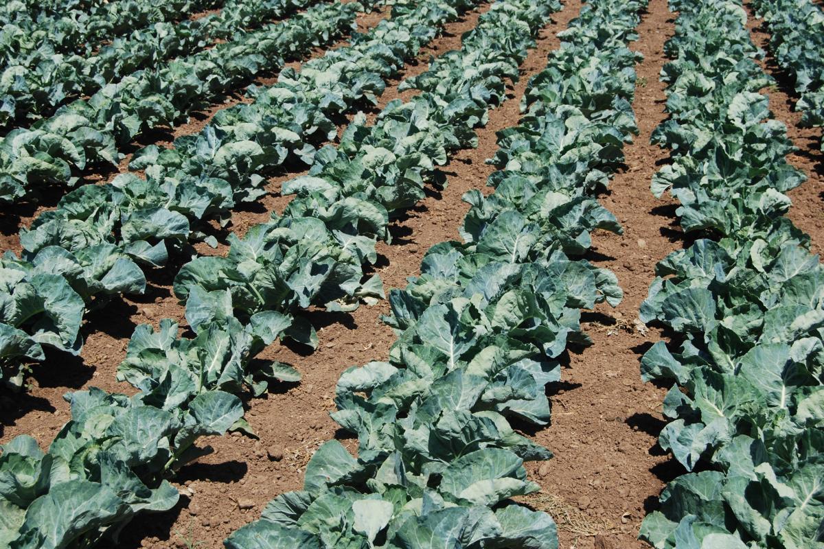 Campo de coliflor en Granada.