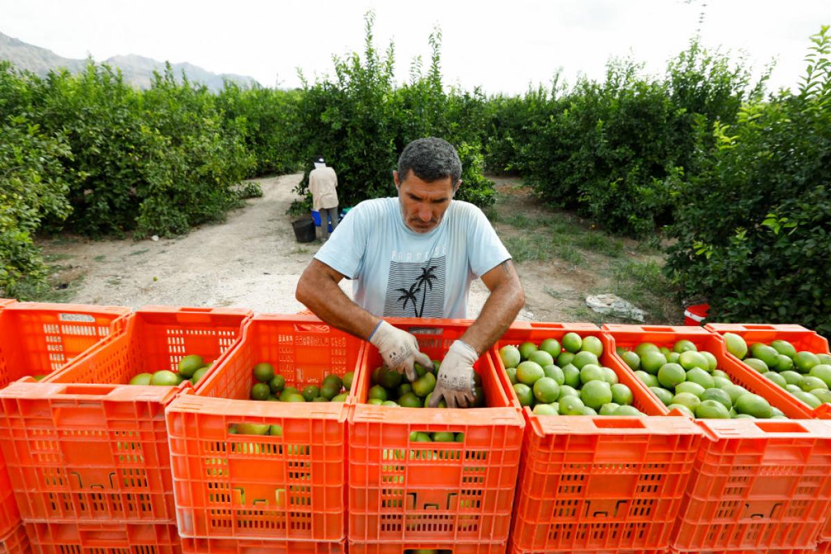 Dos jornaleros trabajan en la campaña de verano en el campo murciano en 2021.