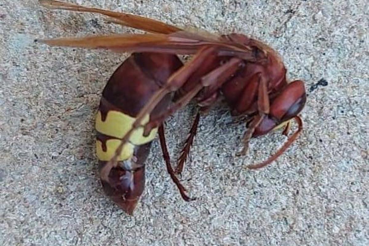 Avispa asiática encontrada en Jaén.