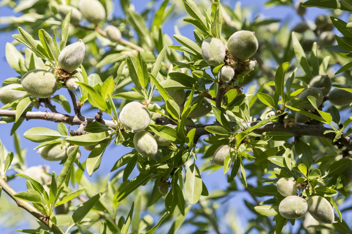 Imagen de archivo de un almendro, en Córdoba (Andalucía).