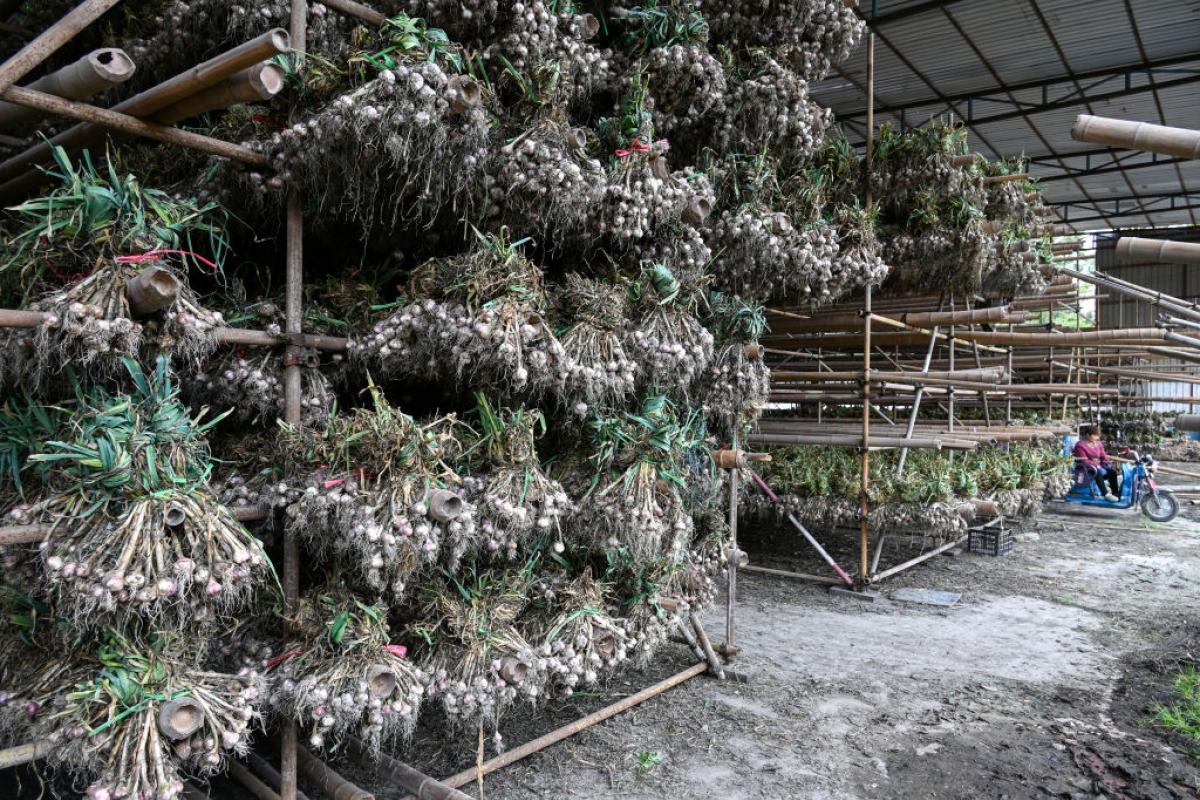 Imagen de archivo de una producción de ajo chino en Chengdu, en la provincia de Sichuan.