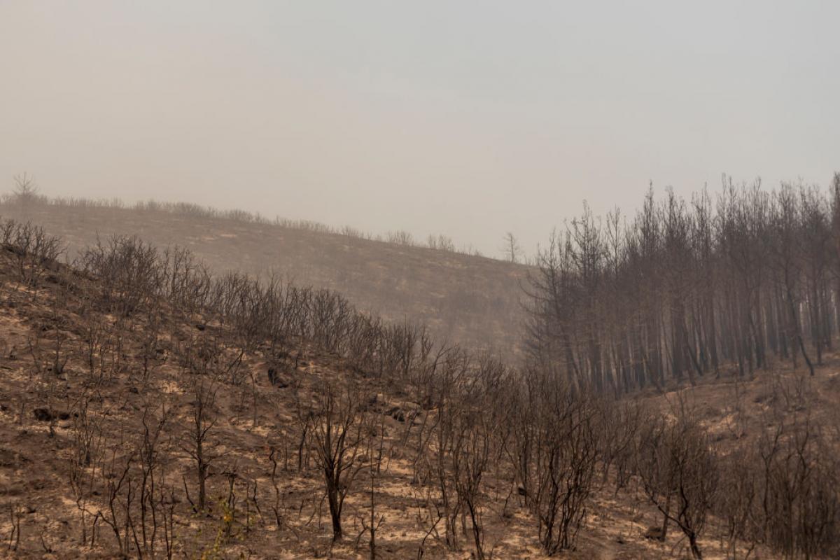 Paisaje tras el incendio que ha arrasado amplias zonas de Alexandroupoli, al norte de Grecia, el 22 de agosto de 2023.