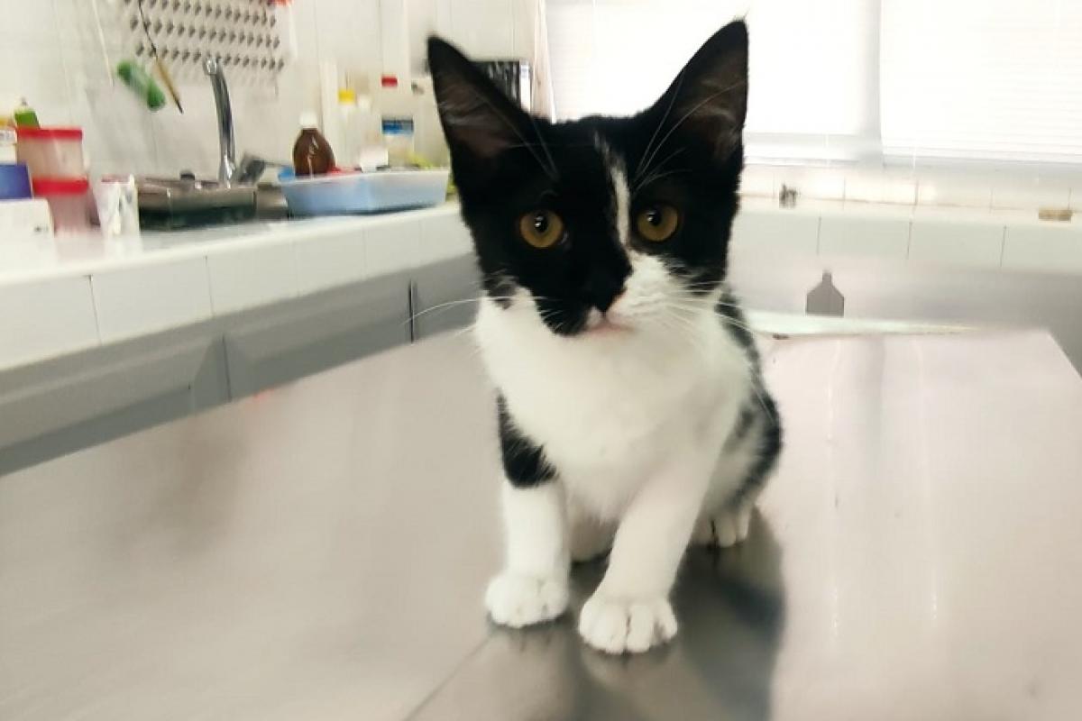 Uno de los gatos rescatados por el Servicio de Protección Animal y Control de las Zoonosis de Murcia