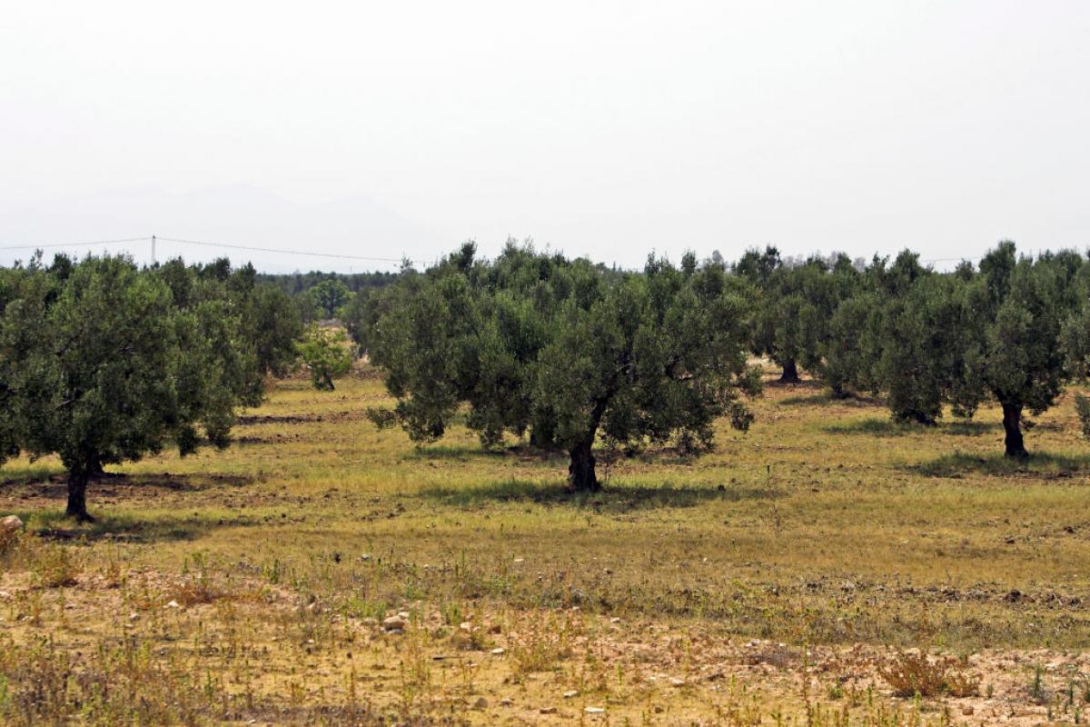 Vista de un olivar en Túnez.