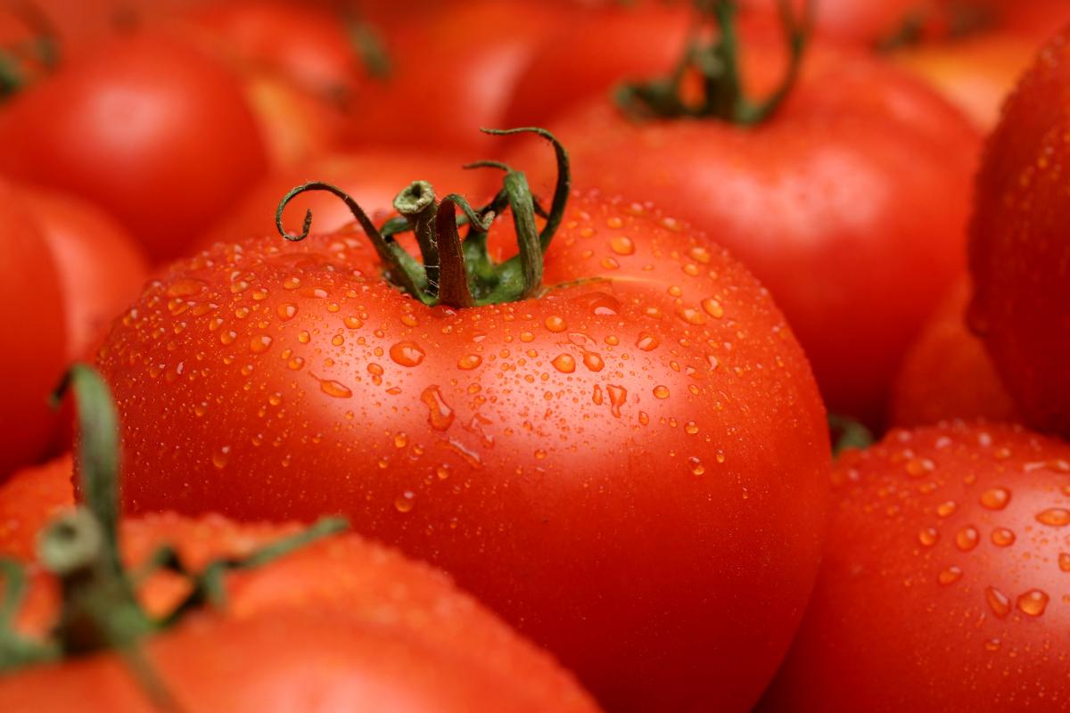 Imagen de archivo de unos tomates.