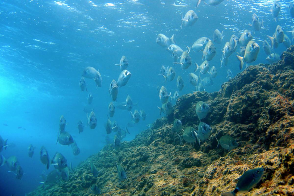 Sargos nadando entre las rocas en la Costa Brava catalana.