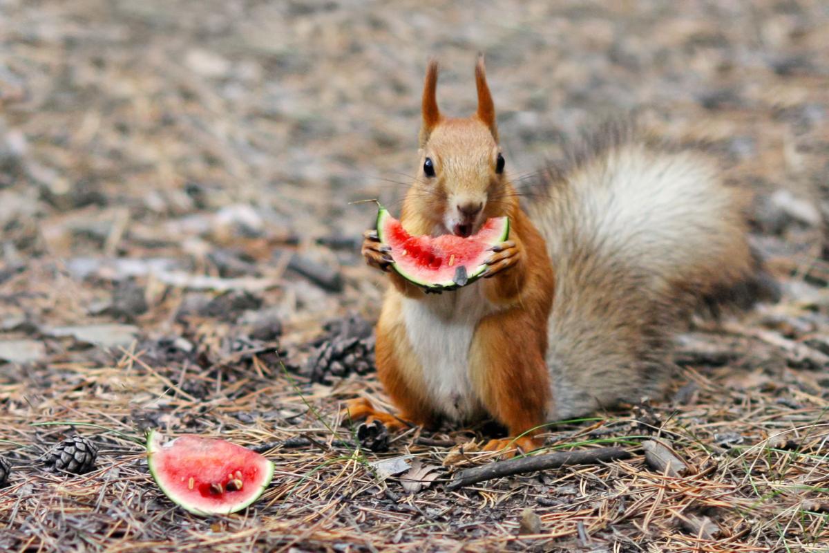 Imagen de archivo de una ardilla comiendo sandía.