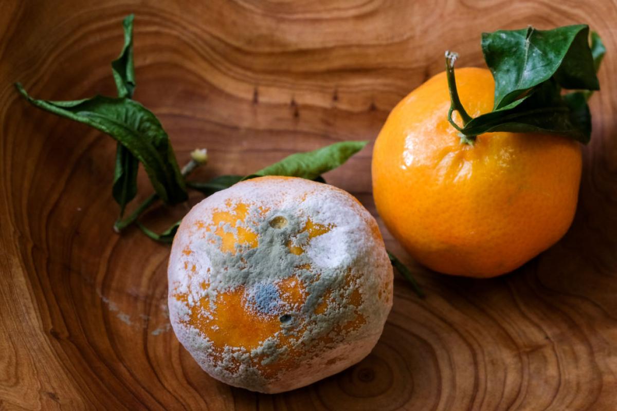 Imagen de archivo de una naranja mohosa y otra en buenas condiciones.