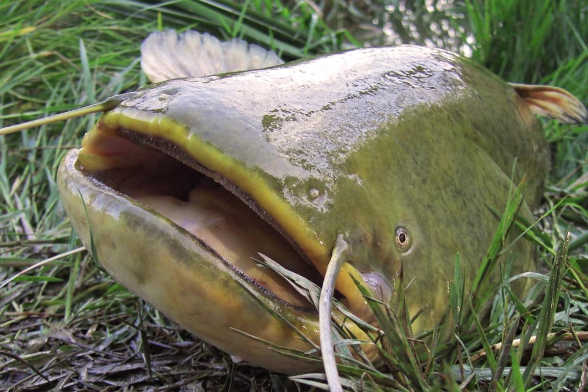 Ejemplar de siluro extraído en el río Ebro.