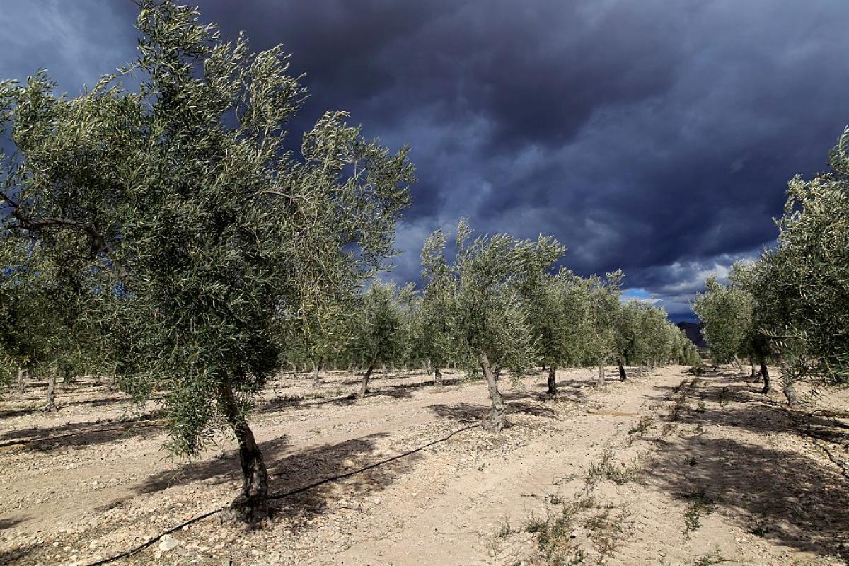Nubes negras sobre un olivar andaluz