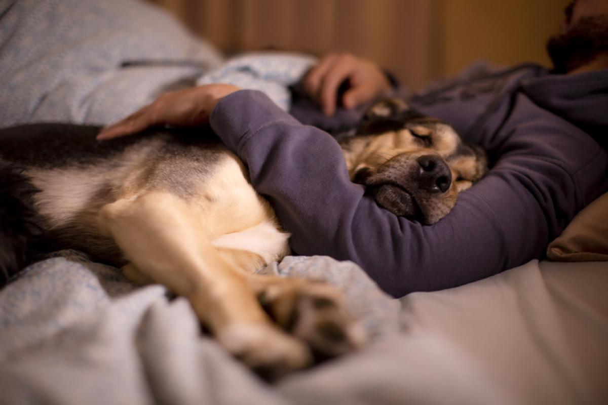 Un perro descansa junto a su dueño en una imagen de stock.