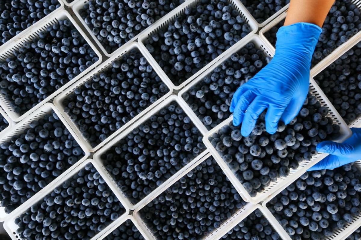 Imagen de archivo de arándanos.