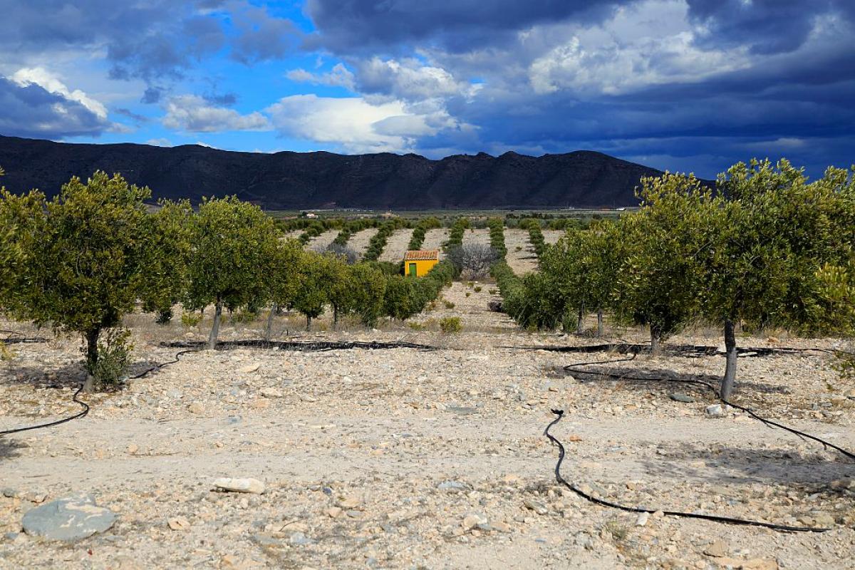 Imagen de archivo de un olivar en Uleila del Campo, Almería (Andalucía).