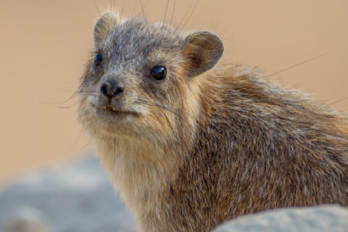 Un ejemplar de damán roquero (Procavia capensis)