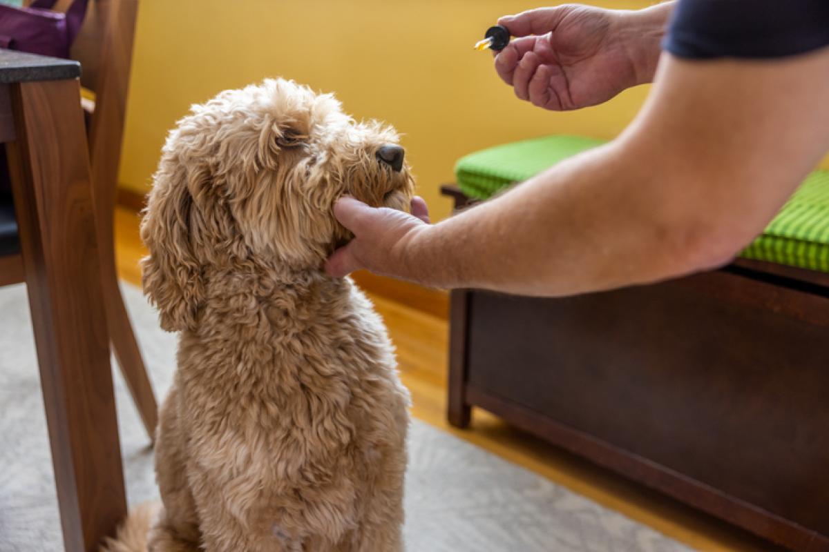 Un perro es tratado por su dueño de una dolencia en una imagen de archivo.